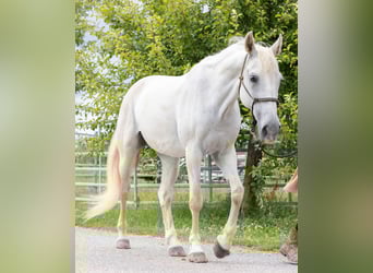 Lipizzaner, Mare, 14 years, 15,2 hh, Grey