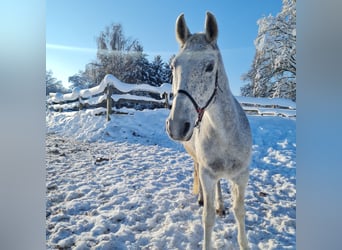 Lipizzaner, Mare, 15 years, Gray-Fleabitten