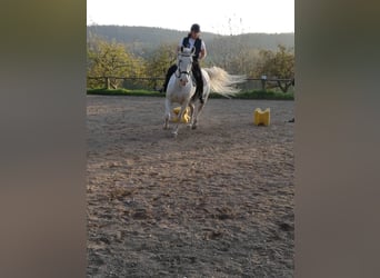 Lipizzaner, Mare, 18 years, 14,3 hh, Grey