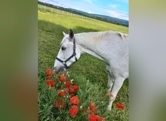 Lipizzaner, Mare, 19 years, 14.2 hh, Gray