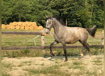 Lipizzaner, Mare, 1 year, 15.2 hh, Grey
