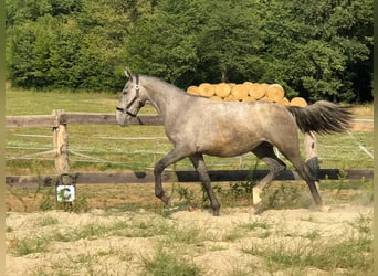 Lipizzaner, Mare, 1 year, 15.2 hh, Grey