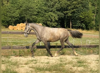 Lipizzaner, Mare, 1 year, 15.2 hh, Grey