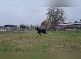 Lipizzaner, Mare, 1 year, 16 hh, Black