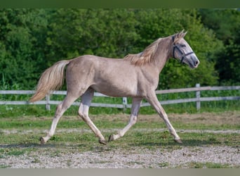 Lipizzaner, Mare, 1 year, Gray-Dark-Tan