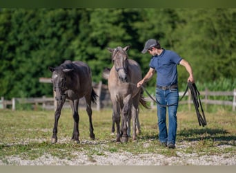 Lipizzaner, Stute, 1 Jahr, Rappschimmel