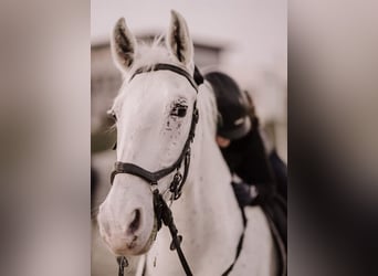 Lipizzaner, Mare, 24 years, 15,2 hh, Grey