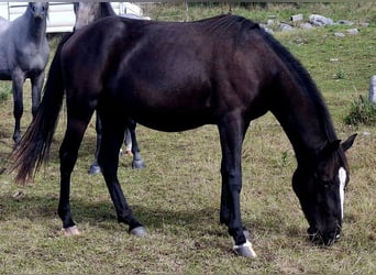 Lipizzaner, Mare, 2 years, 14,2 hh, Bay-Dark