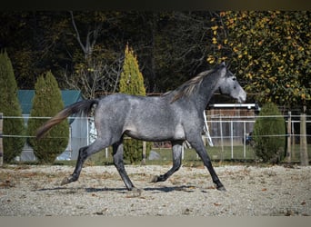 Lipizzaner, Mare, 2 years, 14,2 hh, Grey