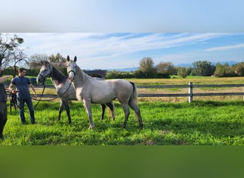 Lipizzaner, Stute, 2 Jahre, 15,1 hh, Schimmel