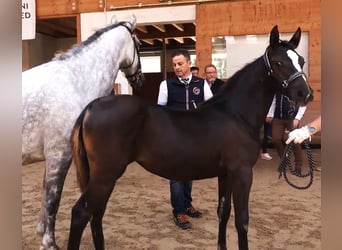 Lipizzaner, Mare, 2 years, 15 hh, Brown
