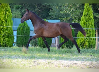 Lipizzaner, Stute, 2 Jahre, 16 hh, Rotbrauner