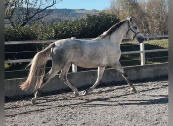 Lipizzaner, Mare, 3 years, 15.2 hh, Grey