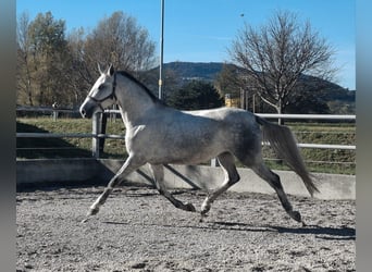 Lipizzaner, Mare, 3 years, 15,2 hh, Grey