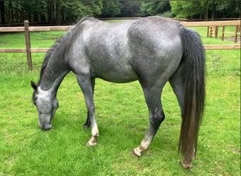 Lipizzaner, Mare, 4 years, 14.2 hh, Gray-Blue-Tan