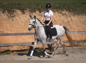 Lipizzaner, Mare, 4 years, 14.2 hh, Gray