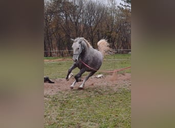 Lipizzaner, Mare, 4 years, 15 hh, Gray