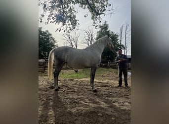 Lipizzaner, Mare, 4 years, 16,2 hh, Grey-Dapple