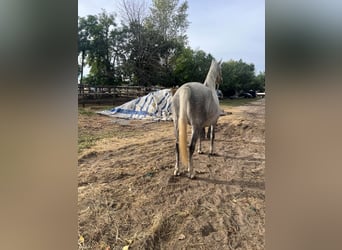 Lipizzaner, Mare, 4 years, 16,2 hh, Grey-Dapple
