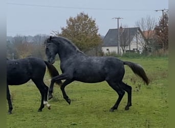 Lipizzaner, Mare, 4 years, 17 hh, Grey