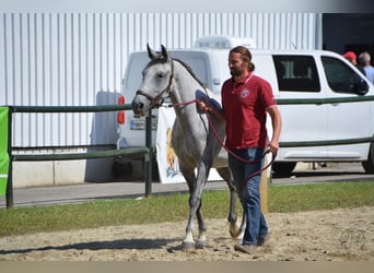 Lipizzaner, Mare, 5 years, 14.3 hh, Grey
