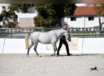 Lipizzaner, Mare, 5 years, 14.3 hh, Grey
