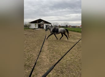 Lipizzaner, Mare, 5 years, 15,2 hh, Black