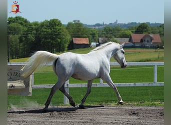 Lipizzaner, Mare, 5 years, 15,2 hh, Gray