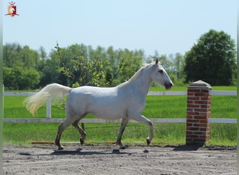 Lipizzaner, Mare, 5 years, 15,2 hh, Gray