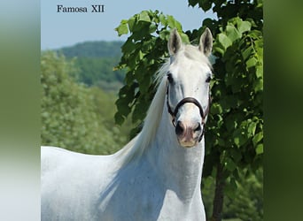Lipizzaner, Mare, 5 years, 15,2 hh, Gray