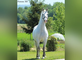 Lipizzaner, Mare, 5 years, 15,2 hh, Gray