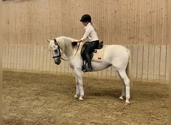 Lipizzaner, Mare, 5 years, 16 hh, Gray