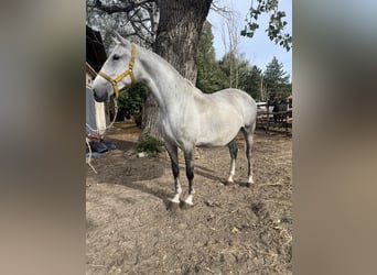 Lipizzaner, Mare, 5 years, 16,2 hh, Grey-Dapple