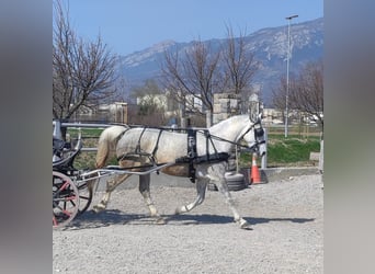 Lipizzaner, Mare, 5 years, White