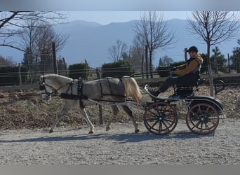 Lipizzaner, Mare, 5 years, White