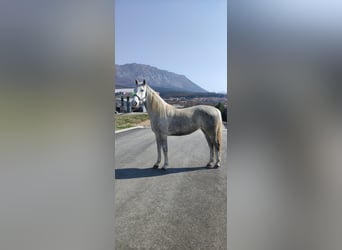 Lipizzaner, Mare, 5 years, White