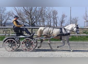 Lipizzaner, Mare, 5 years, White