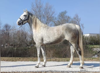 Lipizzaner, Mare, 5 years, White