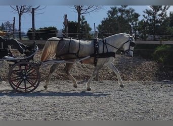 Lipizzaner, Mare, 5 years, White