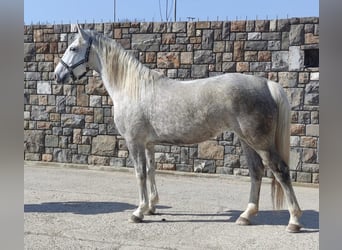 Lipizzaner, Mare, 5 years, White