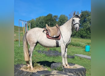 Lipizzaner, Mare, 6 years, 14.3 hh, Grey-Fleabitten