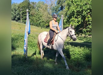 Lipizzaner, Mare, 6 years, 14.3 hh, Grey-Fleabitten