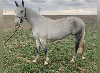 Lipizzaner, Mare, 6 years, 15,2 hh