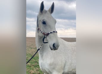 Lipizzaner, Mare, 6 years, 15,2 hh