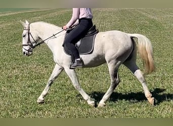 Lipizzaner, Mare, 6 years, 15,2 hh