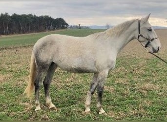 Lipizzaner, Mare, 6 years, 15,2 hh