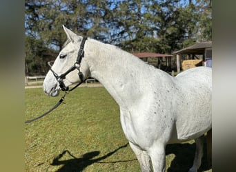 Lipizzaner, Mare, 6 years, 15,2 hh, Gray