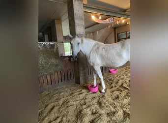 Lipizzaner, Mare, 6 years, 16,1 hh, Grey