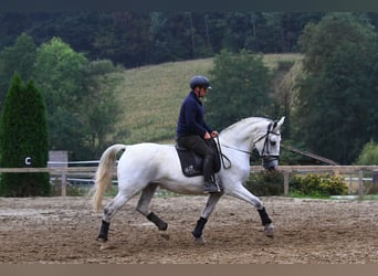 Lipizzaner, Mare, 6 years, 16,3 hh, Grey