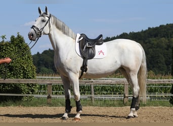 Lipizzaner, Mare, 6 years, 16,3 hh, Grey